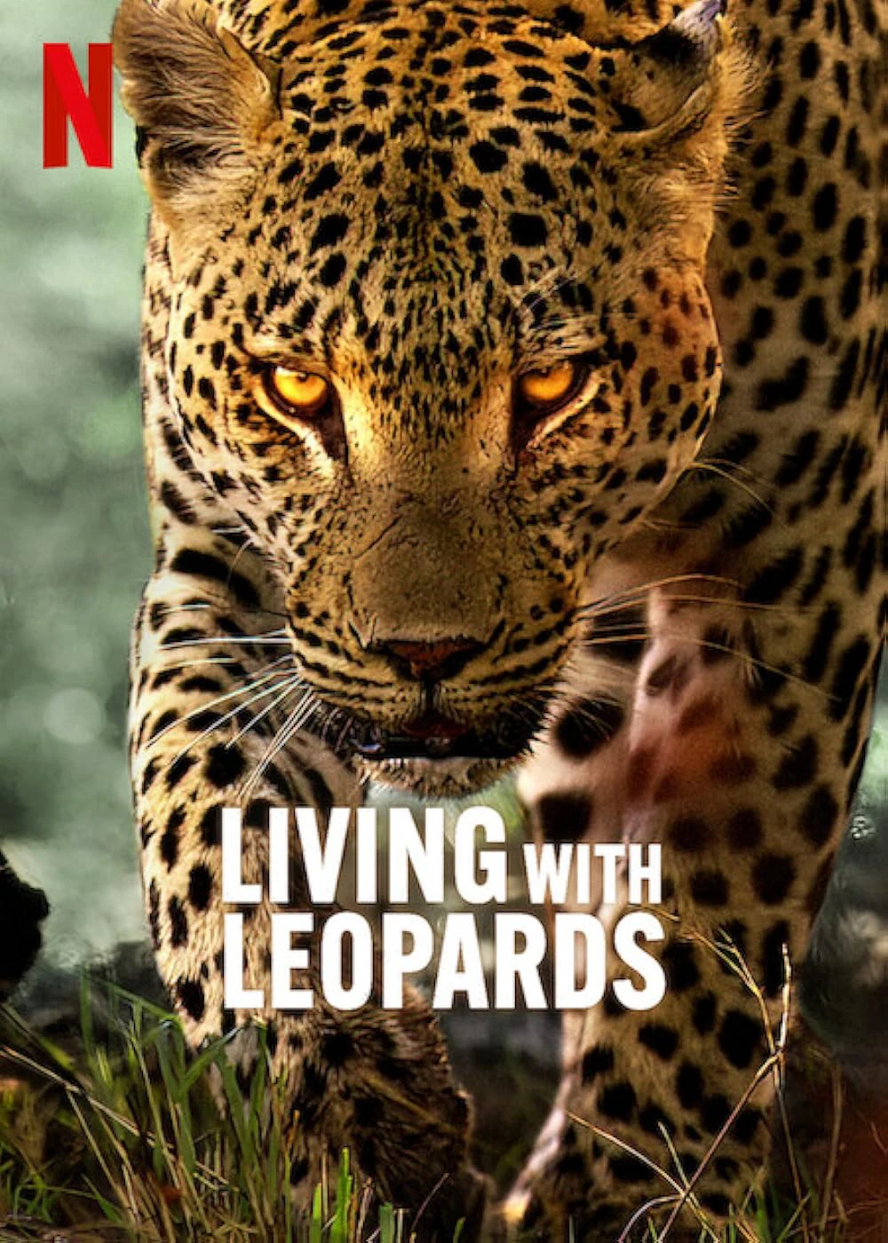 Living with Leopards | Living with Leopards (2024)